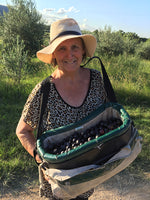 Marian Waite picking olives at River Flats Estate